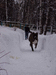 Оскар (1 год 4 мес.)
